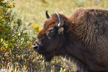 Profile of a Buffalo