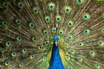 Fototapeta premium Male peacock bird, Pavo cristatus, squarking with full display tail feathers