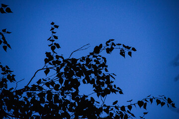 leafy silhouette