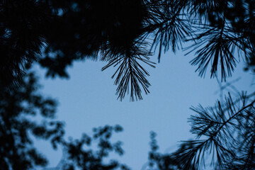 Fototapeta na wymiar pine needles