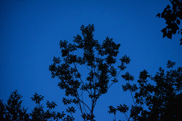 night tree