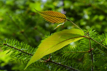 Fototapeta premium leafy forest