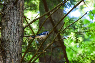 blue jay