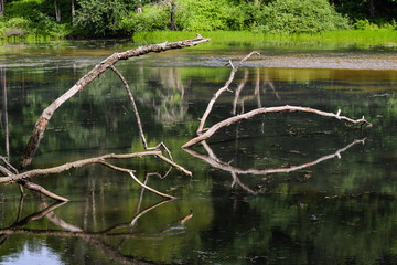 branches in the pond