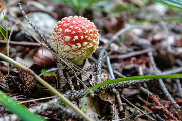 Fly agaric Amanita muscaria mushroom