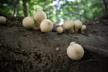 Apioperdon pyriforme commonly known as the pear-shaped puffball