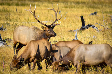 Bull Elk with his females in Yellowstone National Park. 