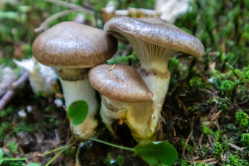 Gomphidius glutinosus, commonly known as the slimy spike-cap