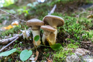 Gomphidius glutinosus, commonly known as the slimy spike-cap