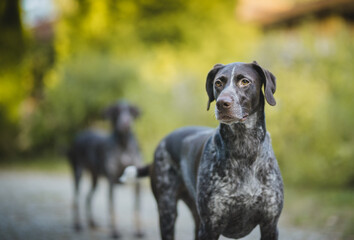 German pointer portrait on a sunny weather 