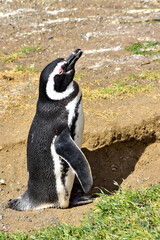 Magellanic Penguin on Magdalena Island, Chile