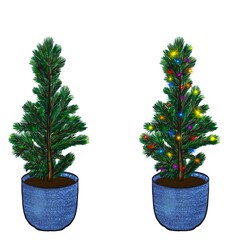 Pair of Evergreen young fir tree in pot. Potted growing Christmas plant non decorated and with colorful sparkling lights. little pine in flowerpot isolated on white for label, greeting card, scrapbook