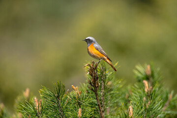 Common redstart on branch