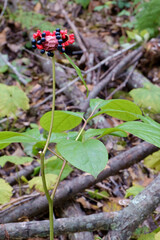 Paeonia obovata. Reverse-oval peony growing wild in the forest of the far East.