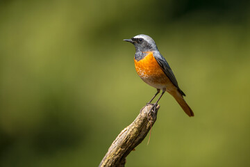 Common redstart on branch
