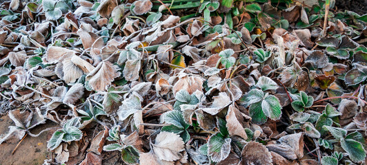 The frost on the strawberry leaves. The first freeze