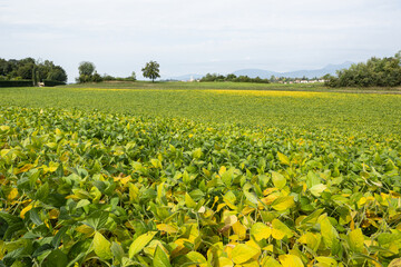 Fototapeta na wymiar soybean crops