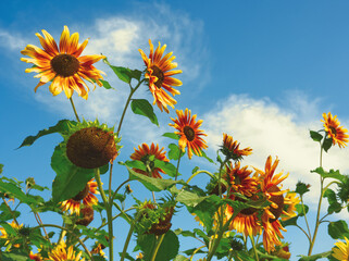 Yellow und red sunflowers growing in the garden on blue sky and white clouds background. Outdoor flowers in the sun. Floral autumn concept with contrast colors.