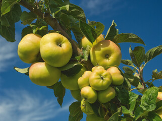 Branch of ripe apples on apple tree with green leaves in sunlight on blue sky background. Local food sustainability concept. Food presentation in the nature. Harvest and autumn season fruit.
