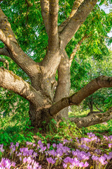 Big Chestnut tree in sunny day
