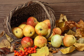 last apples of this fall