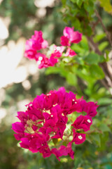 Beautiful exotic flower on green blur background
