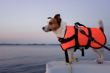 dog in a life jacket in a boat. Jack Russell Terrier sea voyage. pet in travel