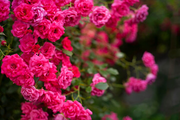 Beautiful flowers pink roses on the sun