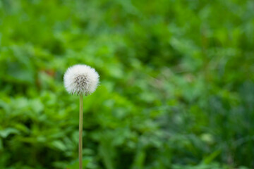 One white dandelion on green grass background