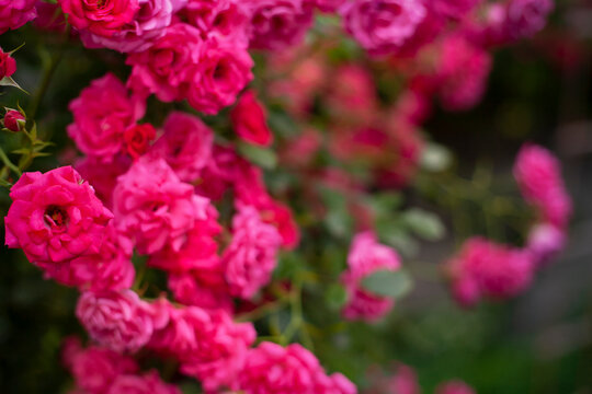 Beautiful flowers pink roses on the sun © jggordienko