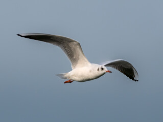 Black headed gull winter plumage