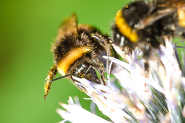 bumblebee pollinates a flower/big bumblebee pollinates a flower. Selective focus