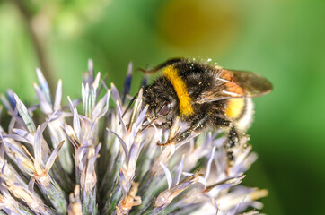 big bumblebee pollinates a flower Echínops./bumblebee pollinates a flower. Selective focus.