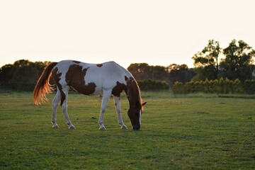 portrait of a horse in the early evening sun grazing in a meadow