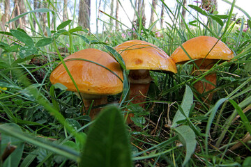funghi tra l'erba (Boletus elegans)