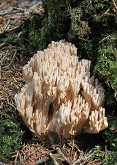 come un corallo nel bosco (Clavaria sp.)