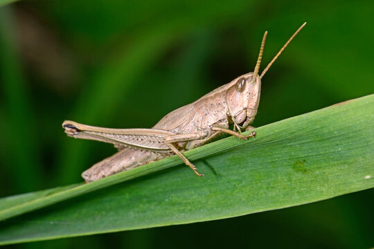 Große Goldschrecke (Chrysochraon dispar) - Weibchen / Large Gold Grasshopper, female