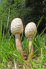 due giovani mazze di tamburo (Lepiota procera)