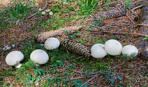 ovoli bianchi (Lycoperdon piriforme) nel sottobosco