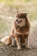 Lapponian herder seated