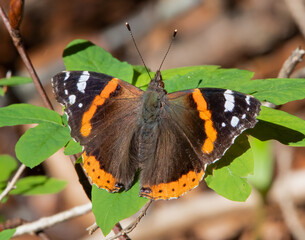 Red Admiral butterfly