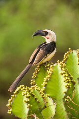 Female Jackson's hornbill (Tockus jacksoni) resting on a Candelabra tree (E. candelabrum), Tsavo, Kenya
