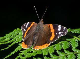 Red Admiral butterfly