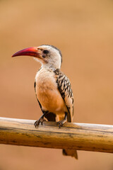 Male Jackson's hornbill (Tockus jacksoni) resting on a wooden railing, Tsavo, Kenya