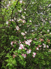pink and white flowers