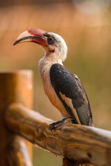 Male Von der Decken's hornbill (Tockus deckeni), Tsavo, Kenya