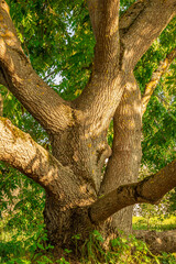 Big Chestnut tree in sunny day