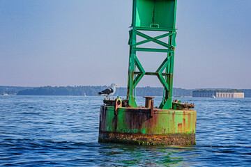 Seagull resting on buoy in the ocean looking for fish.