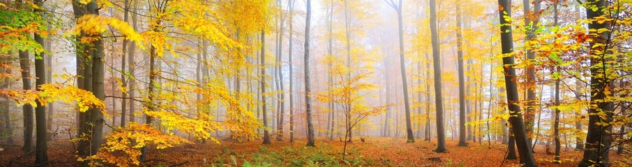 Fototapety  Ścieżka przez złote omszałe buki. Panoramiczne malownicze krajobrazy. Bajki jesienny krajobraz. Czyste poranne światło słoneczne przez pnie drzew. Tunel naturalny. Heidelberg, Niemcy 