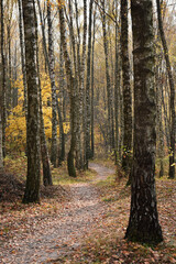 Path in autumn birch forest
